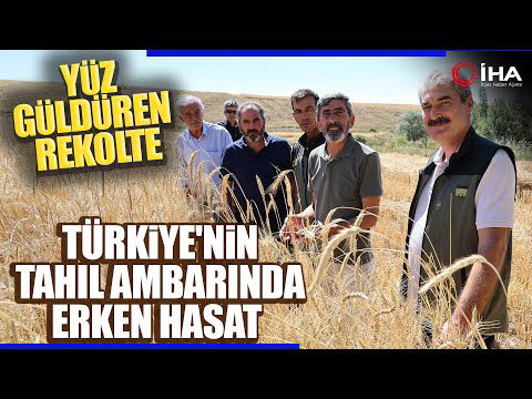 Türkiye’nin Tahıl Ambarında Hasat Erken Başladı